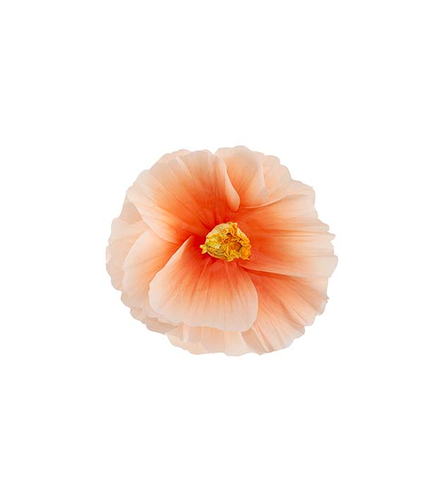 4921-32, Blomma Signe vägg