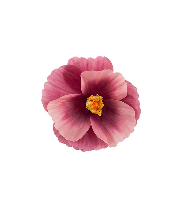 4921-45, Blomma Signe vägg