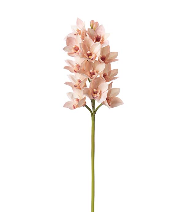 4927-01, Cymbidium