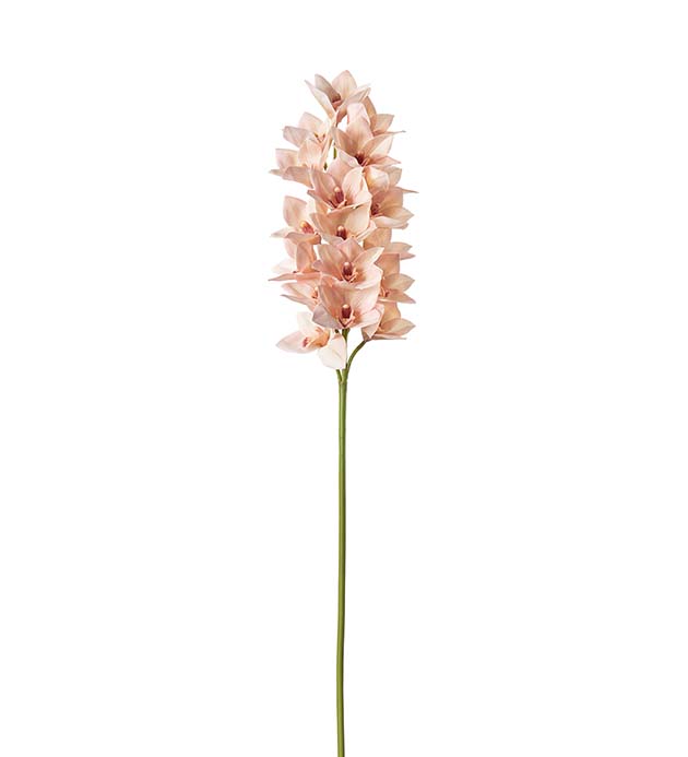 4927-02, Cymbidium