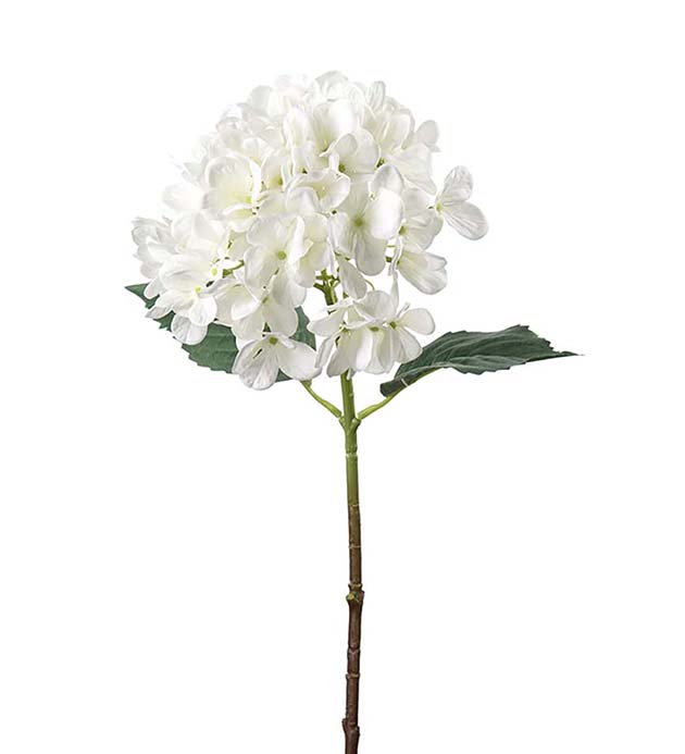 4934-10, Hortensia