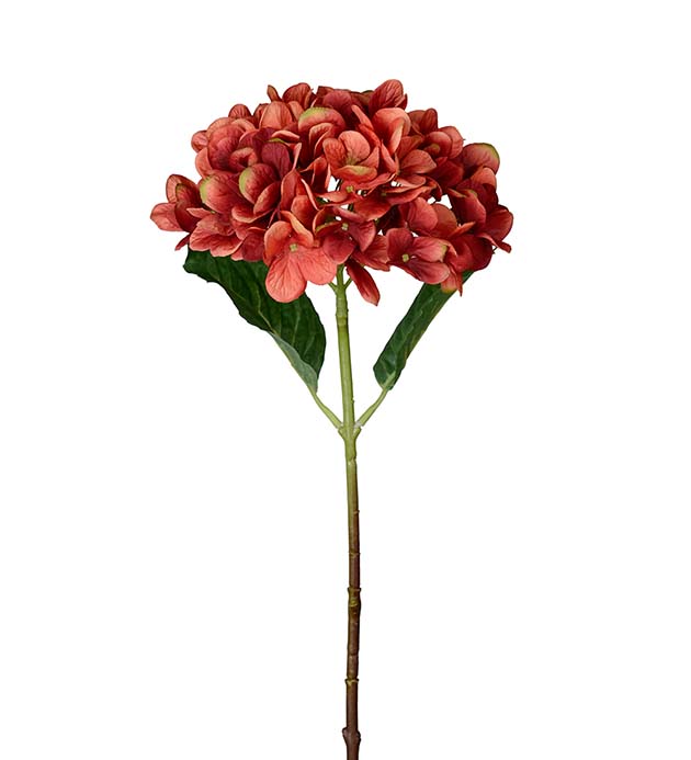 4934-35, Hortensia