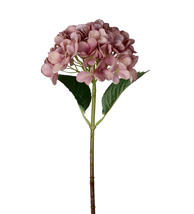 4934-42, Hortensia