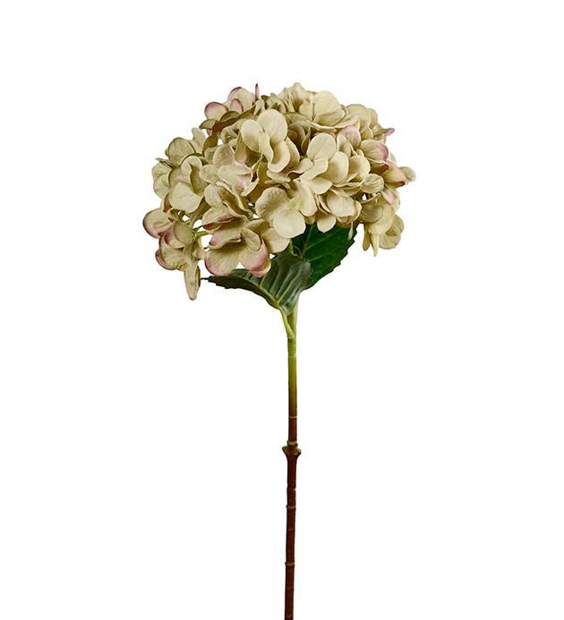 4934-96, Hortensia