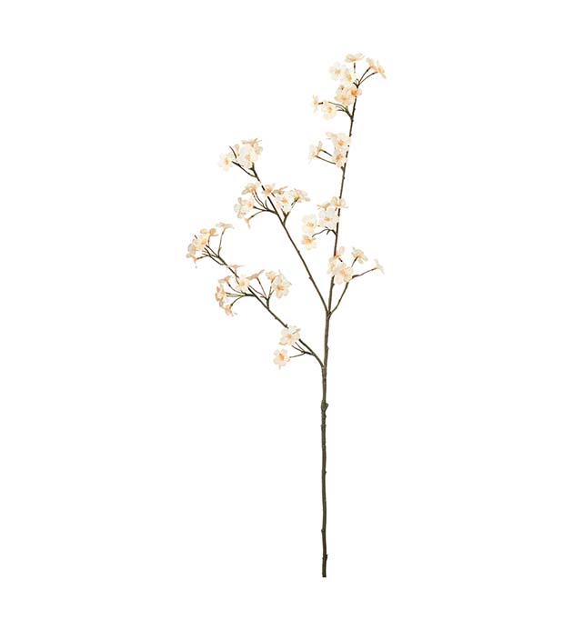 4946-31, Persikoblom