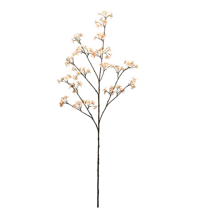 4947-31, Persikoblom