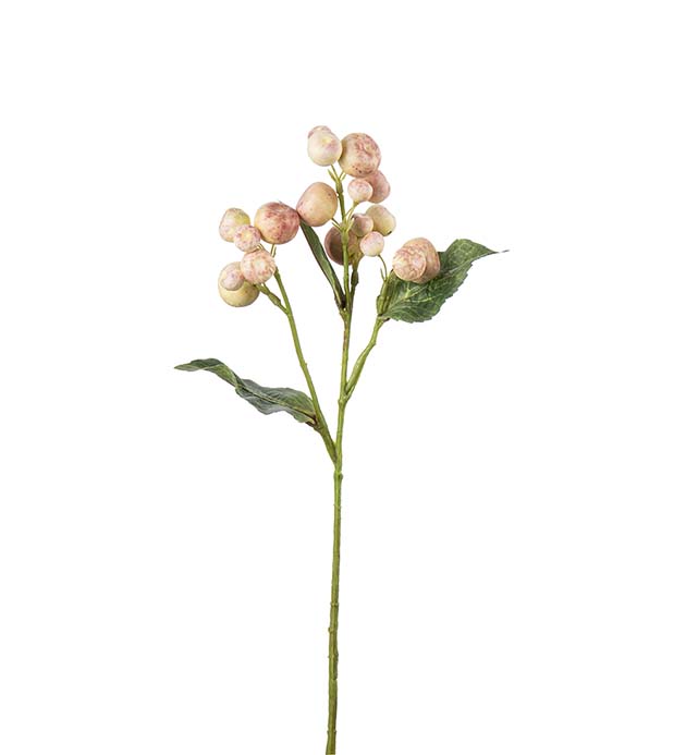 4954-21, Äppelkvist