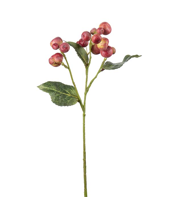 4954-80, Äppelkvist