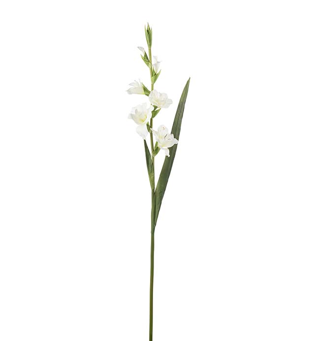 4960-10, Gladiolus