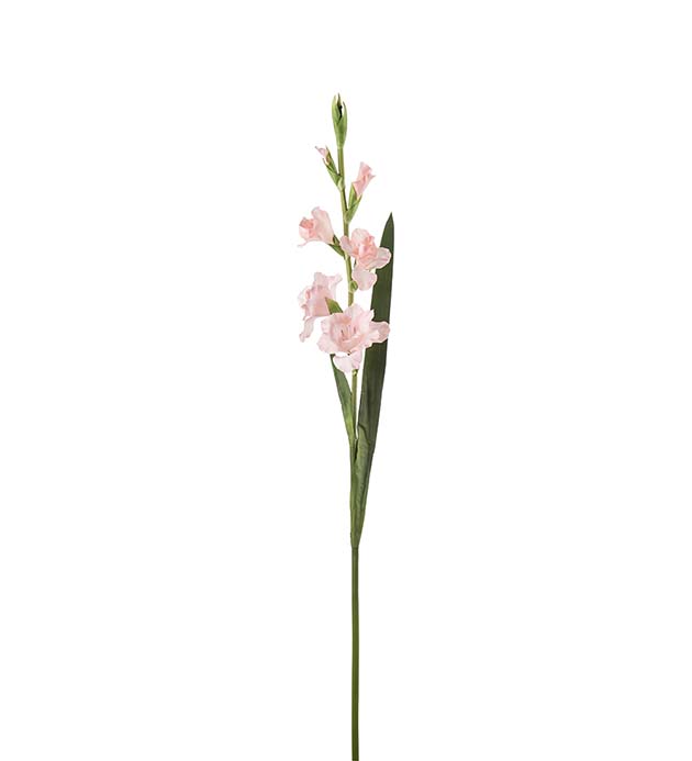 4960-20, Gladiolus