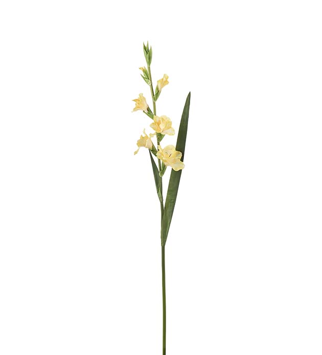 4960-50, Gladiolus