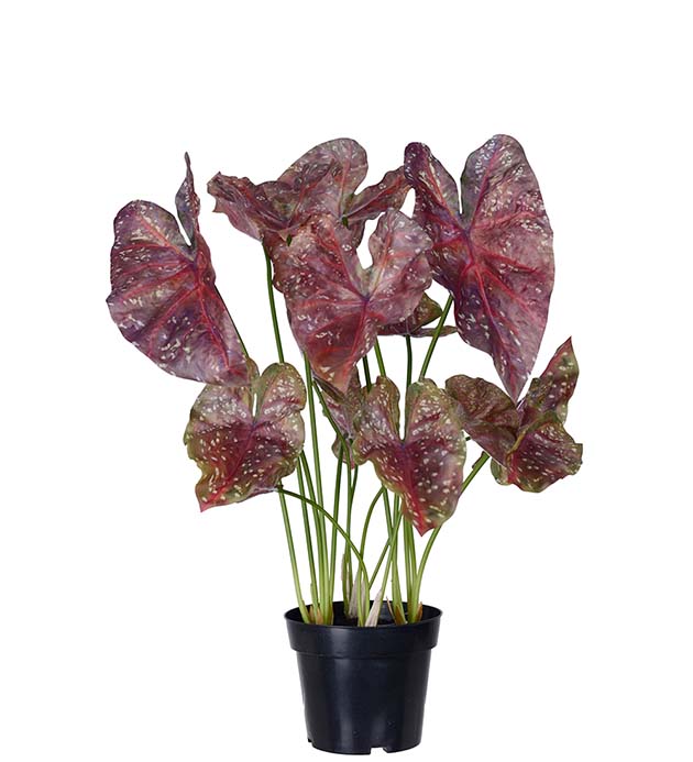 4966-85-1, Caladium