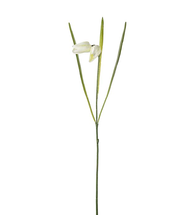 4980-11, Fritillaria