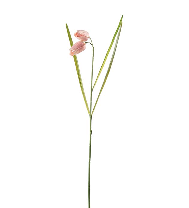 4980-20, Fritillaria