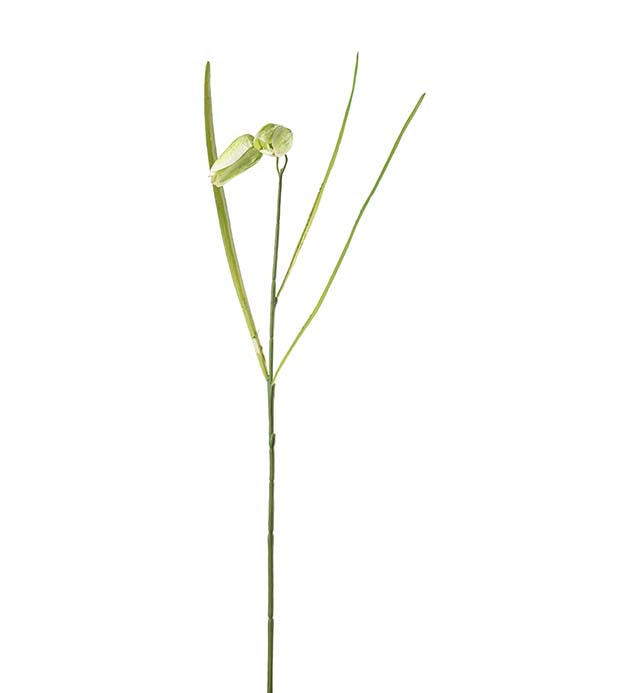 4980-95, Fritillaria