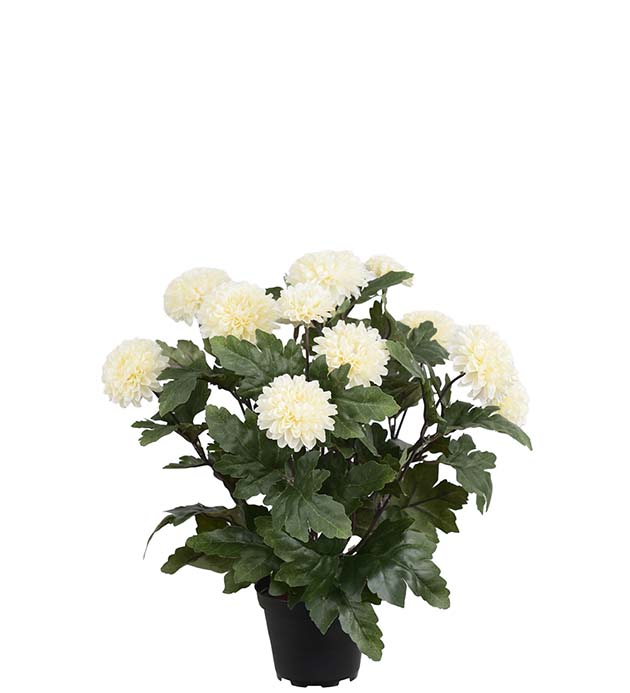 4985-11-1, Chrysanthemum