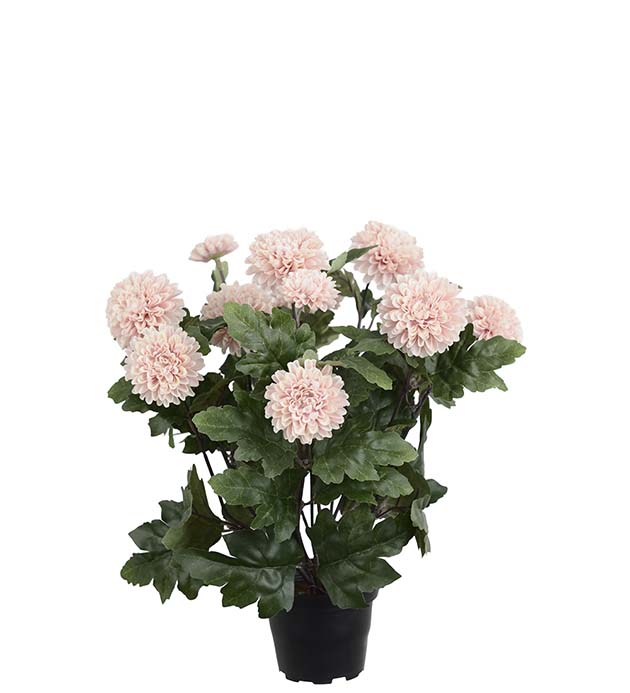 4985-20-1, Chrysanthemum