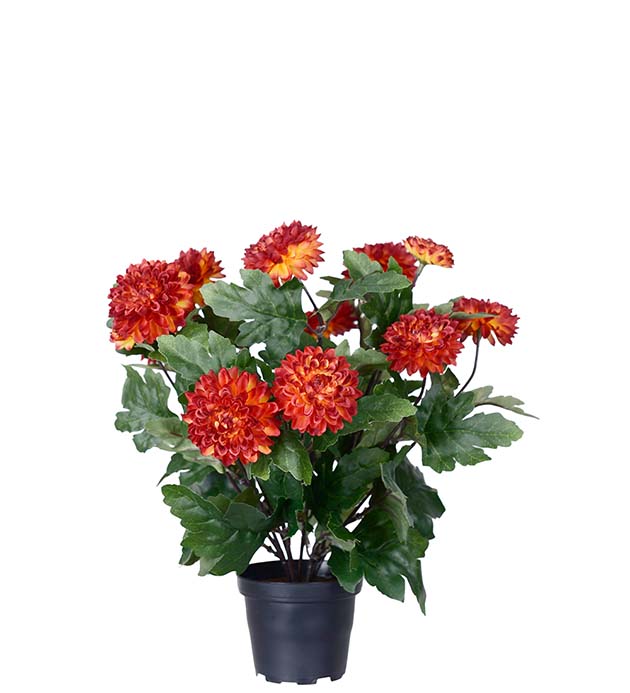 4985-39-1, Chrysanthemum