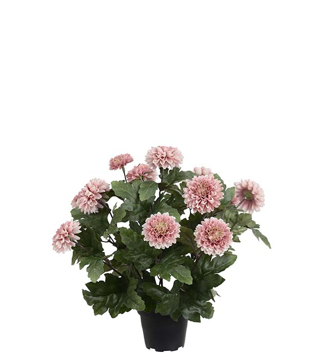 4985-41-1, Chrysanthemum