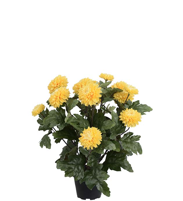 4985-50-1, Chrysanthemum