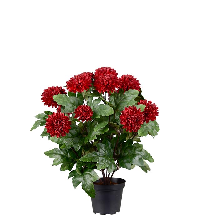 4985-85-1, Chrysanthemum