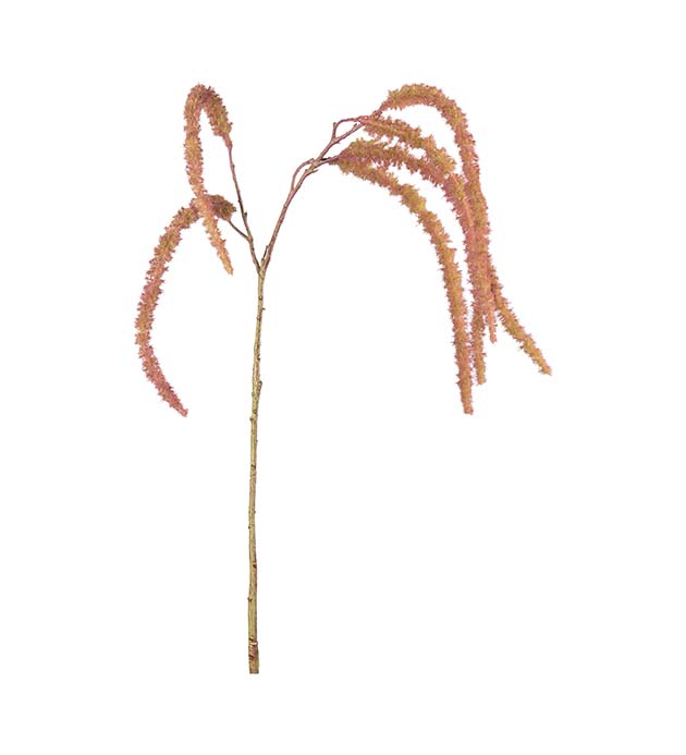 4997-86, Amaranthus