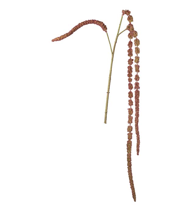 4998-86, Amaranthus