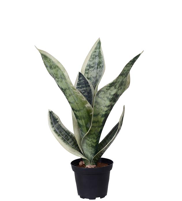 5022-90-1, Sansiveria