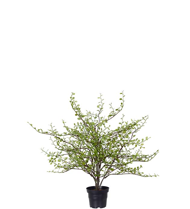 5024-90-1, Muehlenbeckia