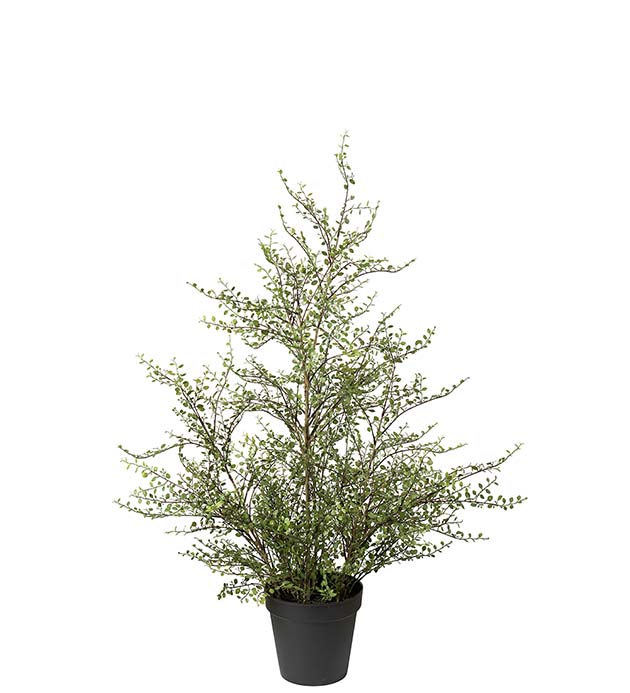 5028-90-1, Muehlenbeckia