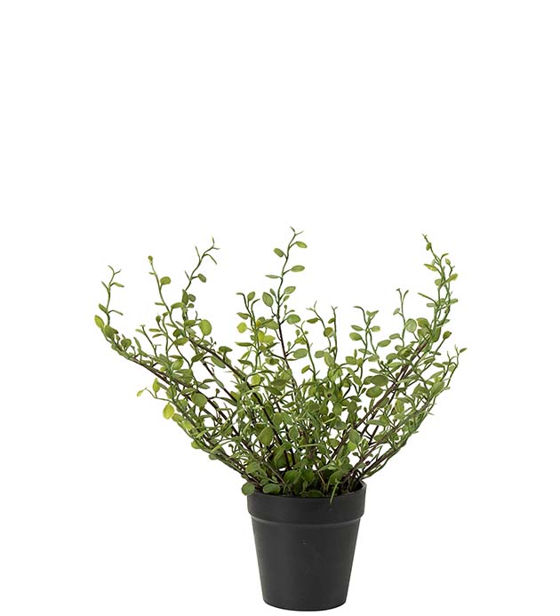 5036-90-1, Muehlenbeckia