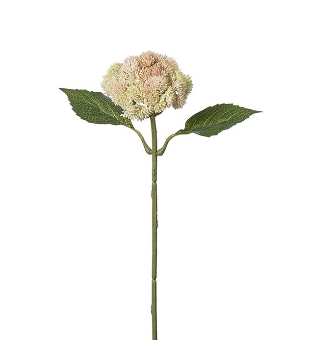5066-96, Sedum
