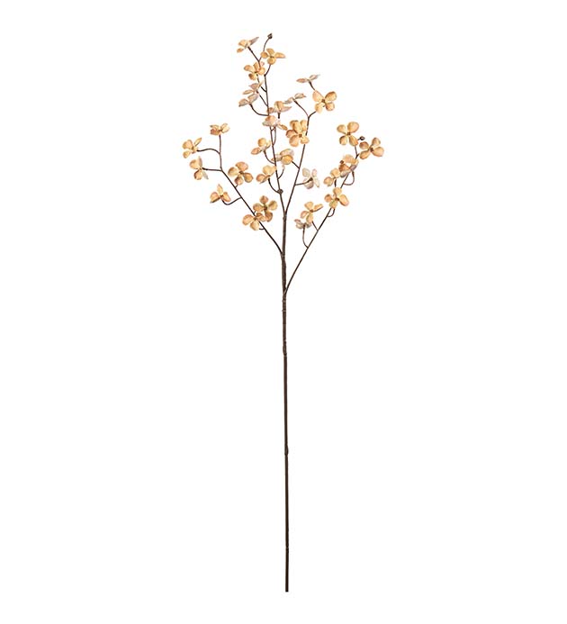 5068-36, Hortensia