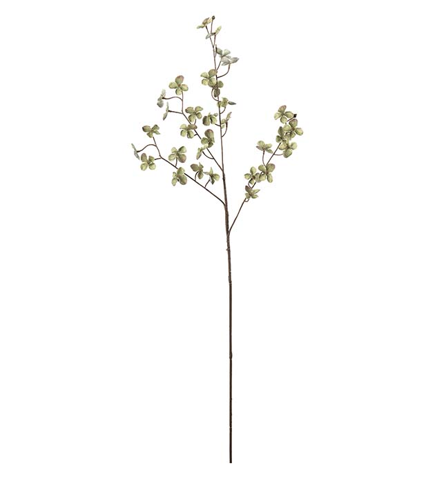 5068-90, Hortensia