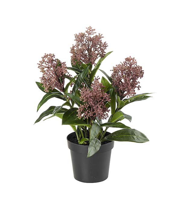 5078-85-1, Skimmia