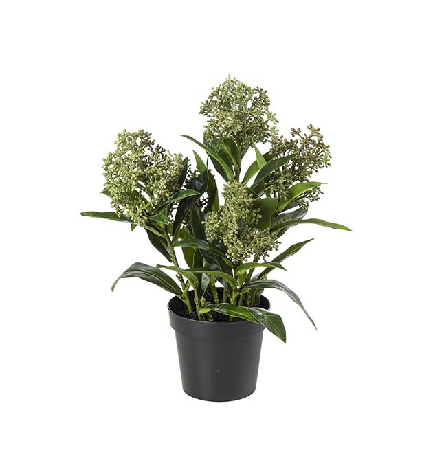 5078-90-1, Skimmia