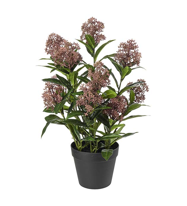 5079-85-1, Skimmia