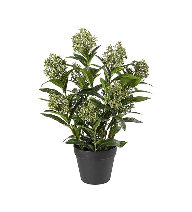 5079-90-1, Skimmia