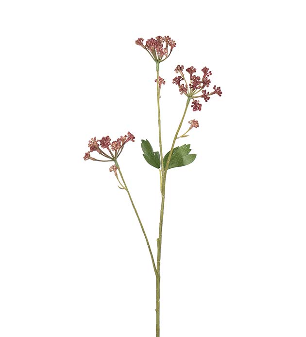 5120-25, Angelica
