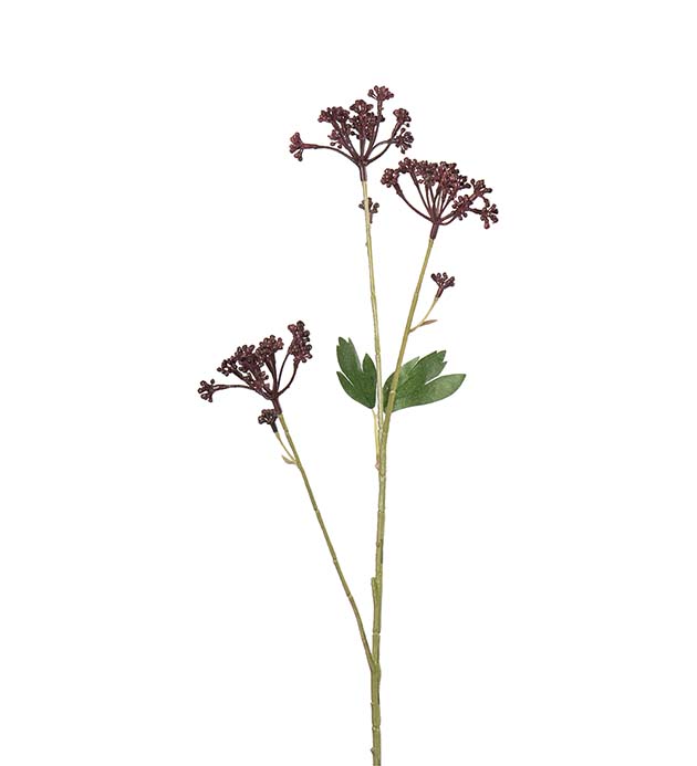 5120-85, Angelica