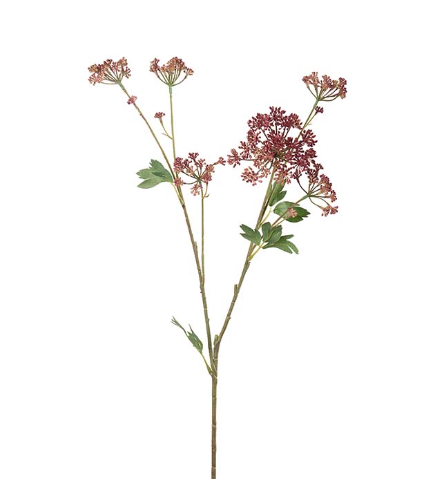 5121-25, Angelica