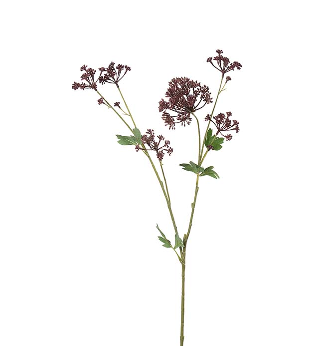5121-85, Angelica