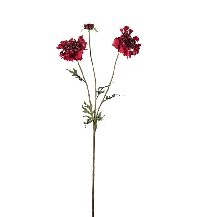 5175-80, Scabiosa