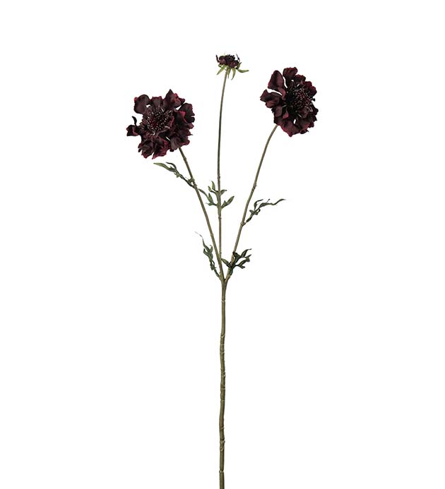 5175-85, Scabiosa