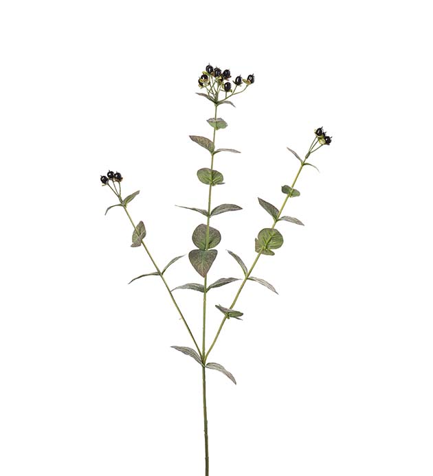 5187-96, Eucalyptus med bär