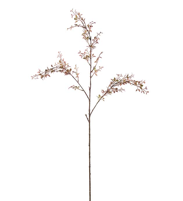 5189-22, Ruscus