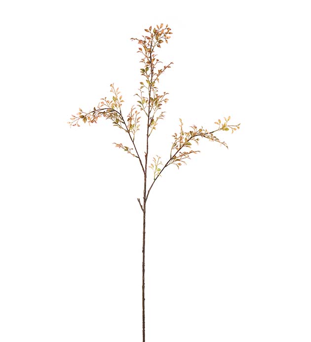5189-31, Ruscus