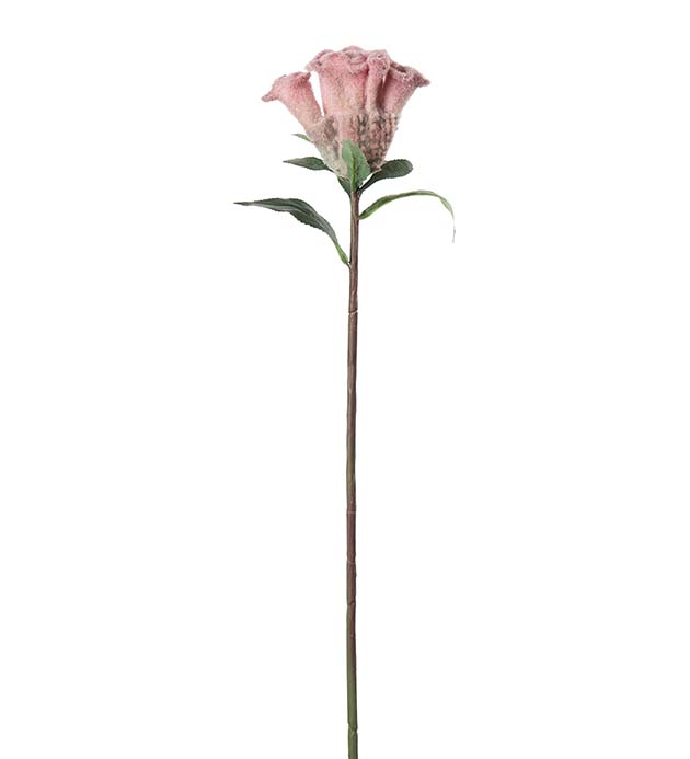 5300-20, Celosia