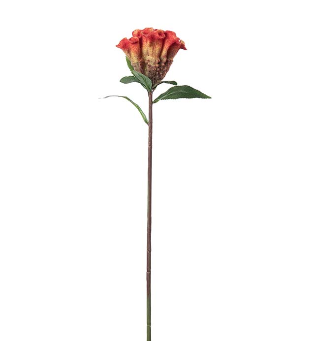 5300-35, Celosia