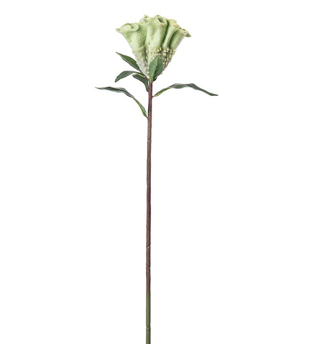 5300-91, Celosia